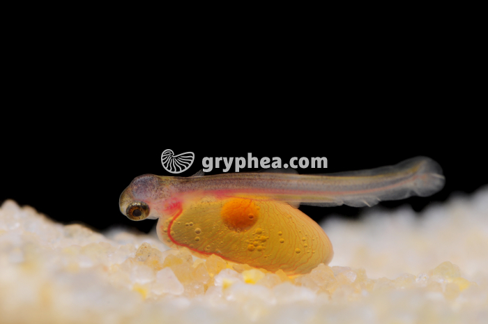 Truite - Alevin et vésicule vitelline - gryphea.com